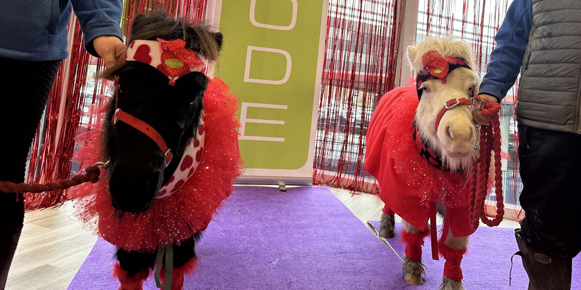Two minature ponies dressed in red Chinese New Year garments